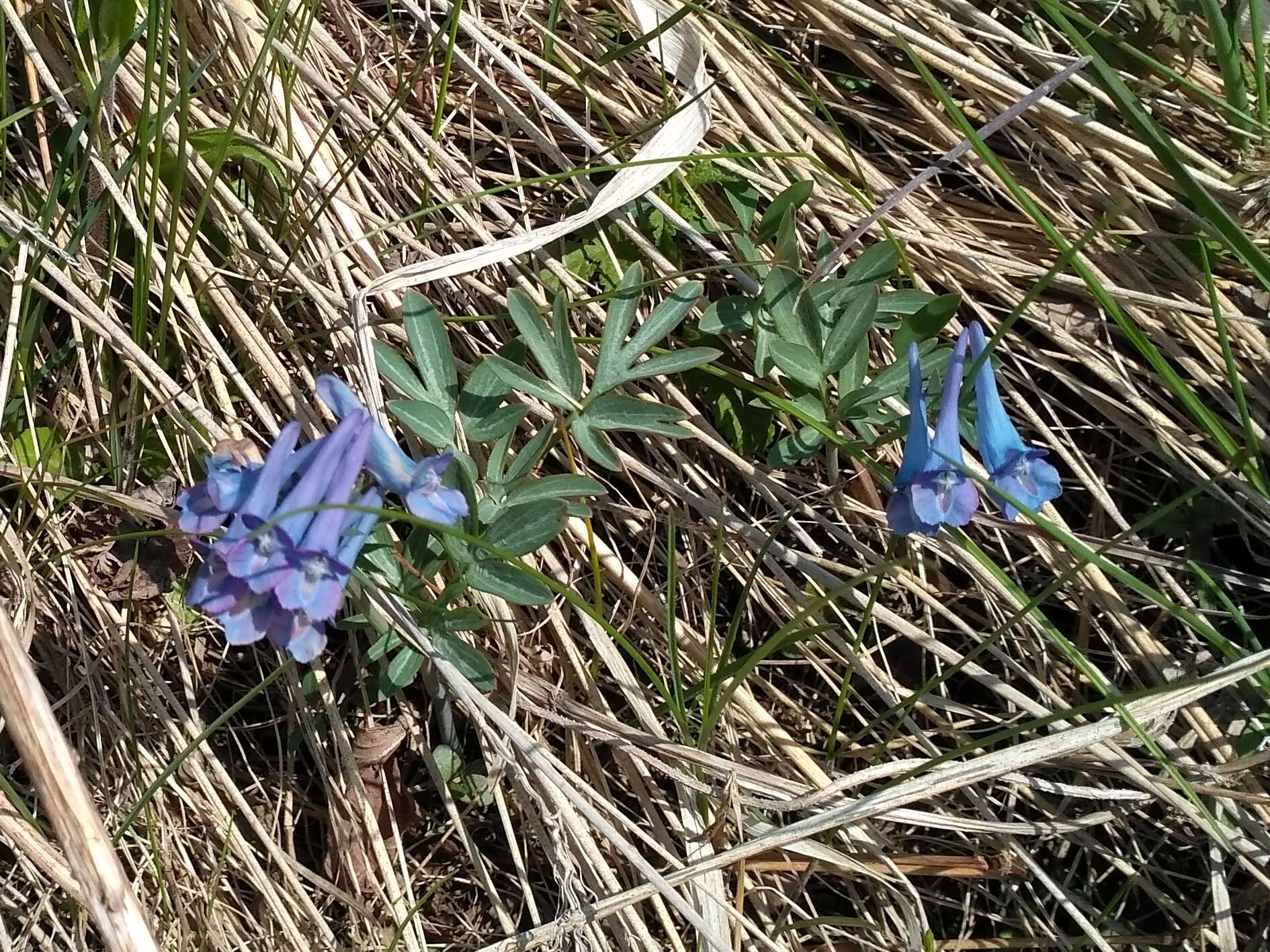 Imagem de Corydalis turtschaninovii Bess.