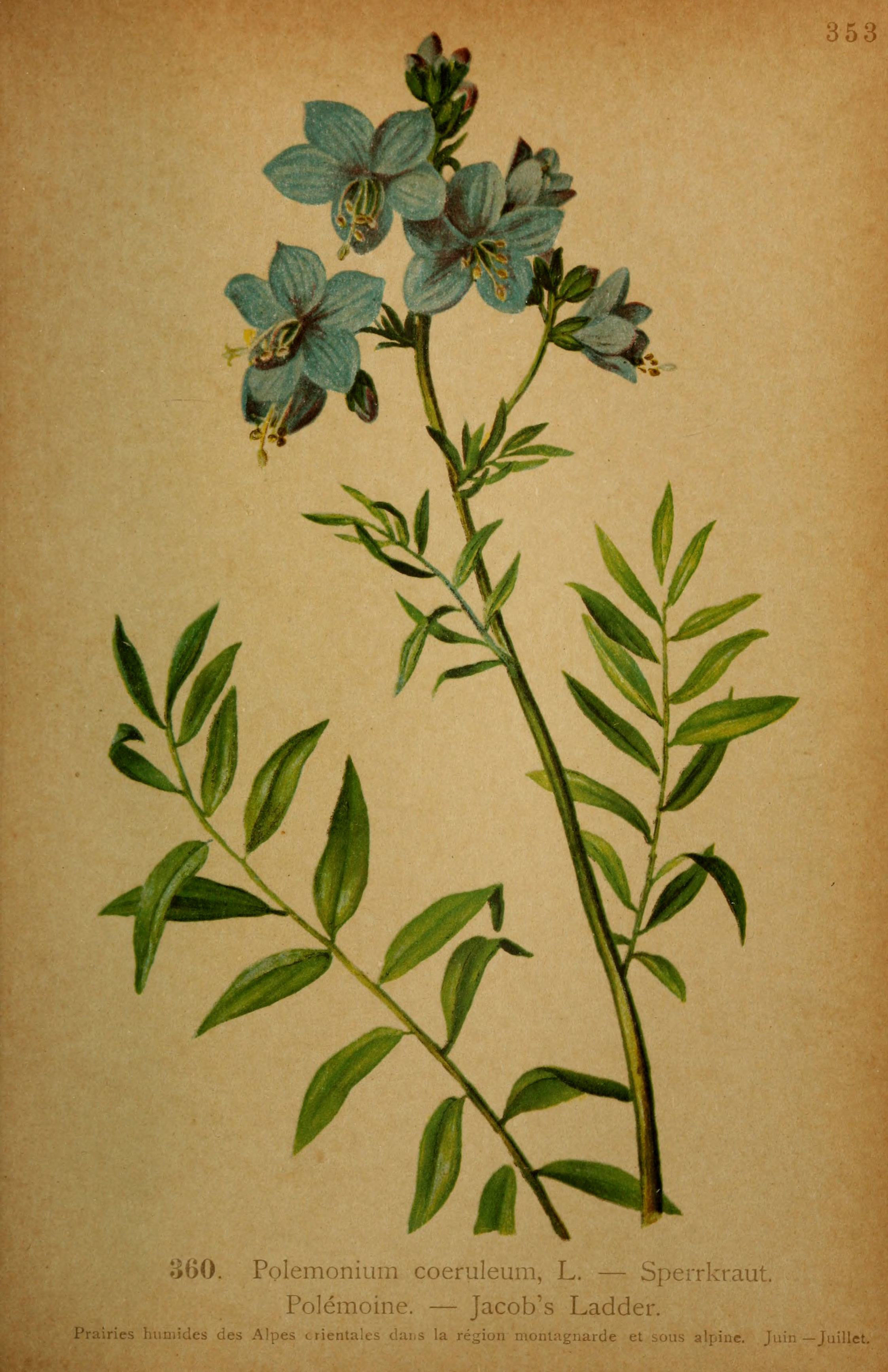 Polemonium caeruleum (rights holder: Biodiversity Heritage Library)
