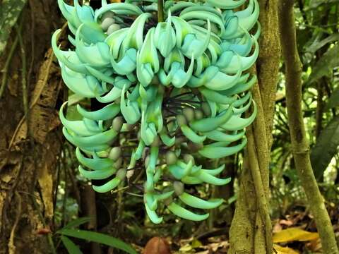 Image of Jade Vine