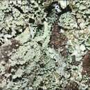 Image of Cladonia rigida (Hook. fil. & Taylor) Hampe