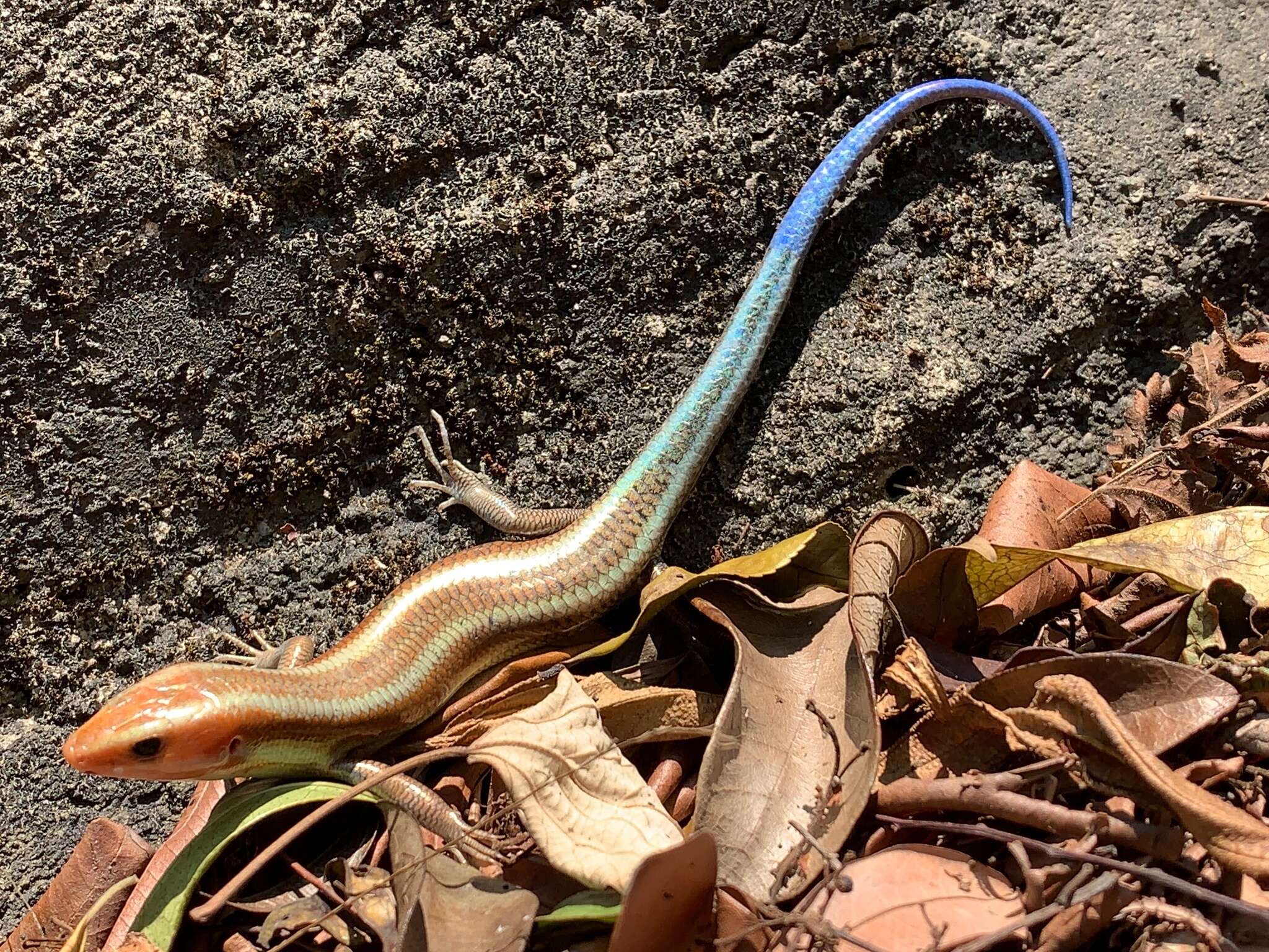 Image of Four-striped Skink