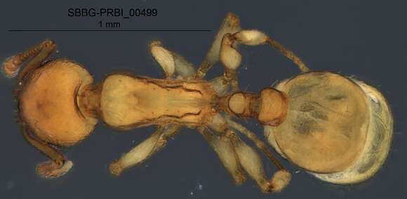 Imagem de <i>Temnothorax carinatus</i>