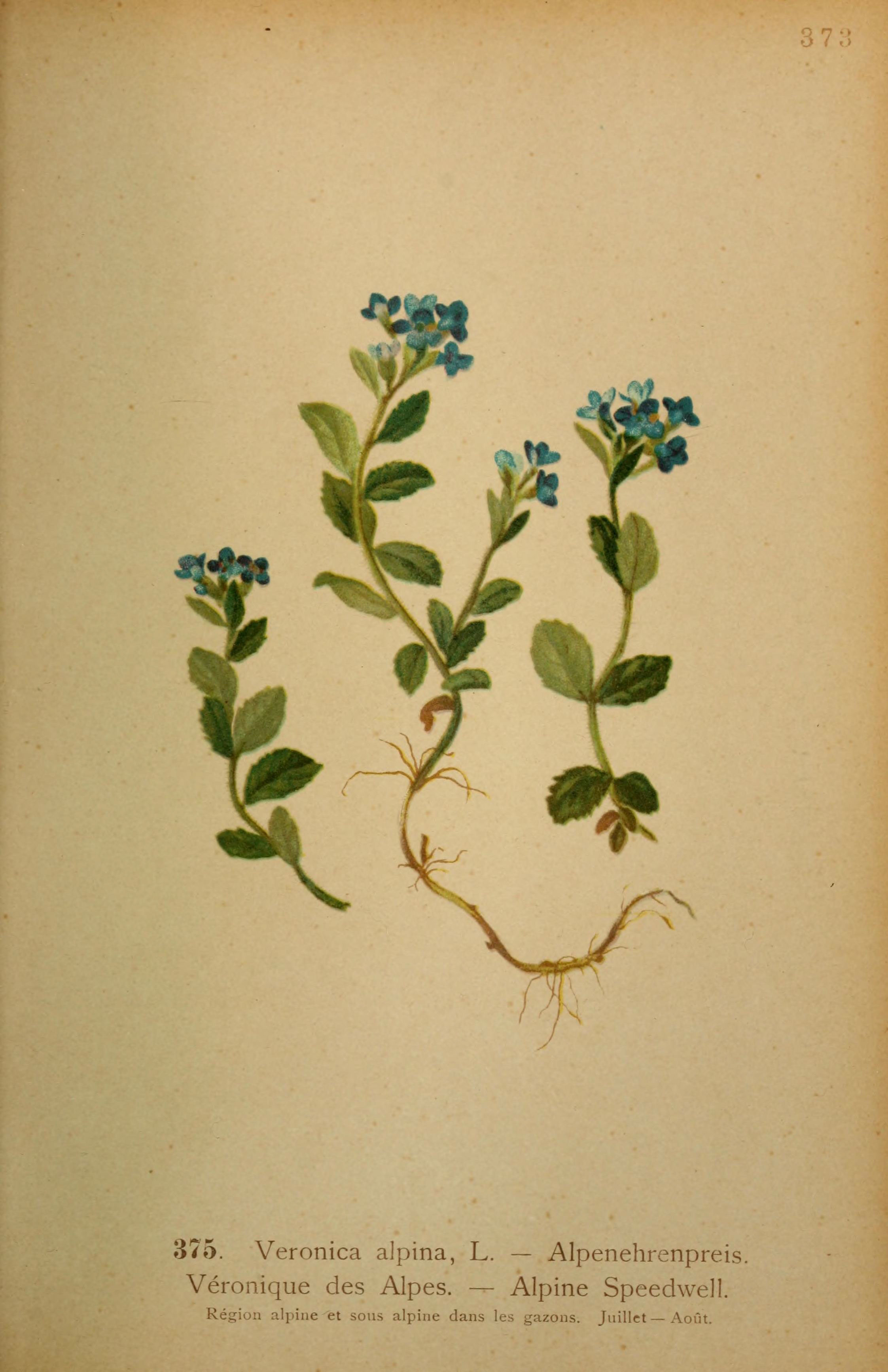 Veronica alpina (rights holder: Biodiversity Heritage Library)