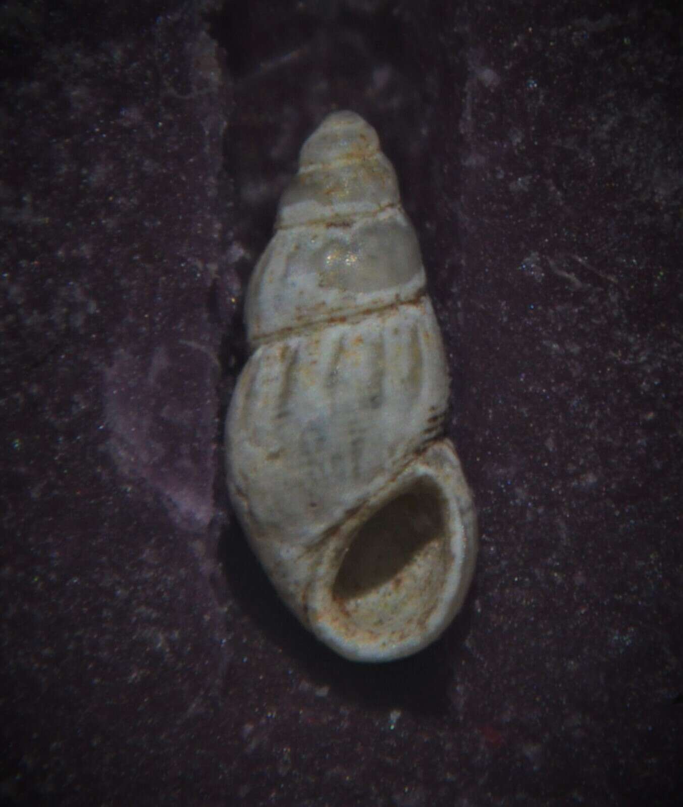 Image of semi-ribbed spire snail