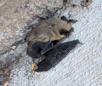 Image of California Myotis