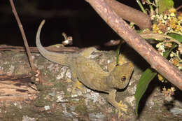 Image of Saint George Island Gecko