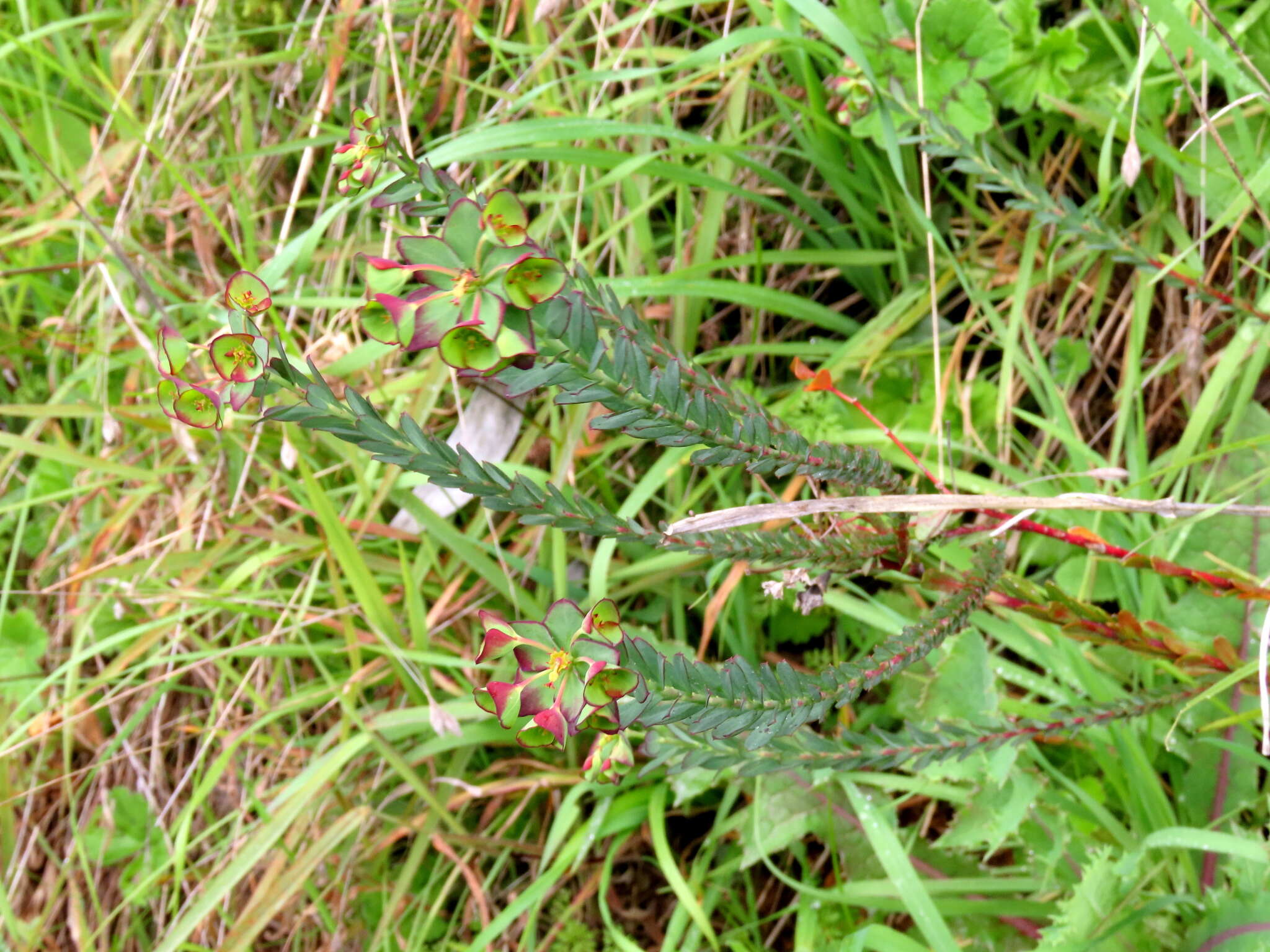 Image of Euphorbia genistoides var. genistoides