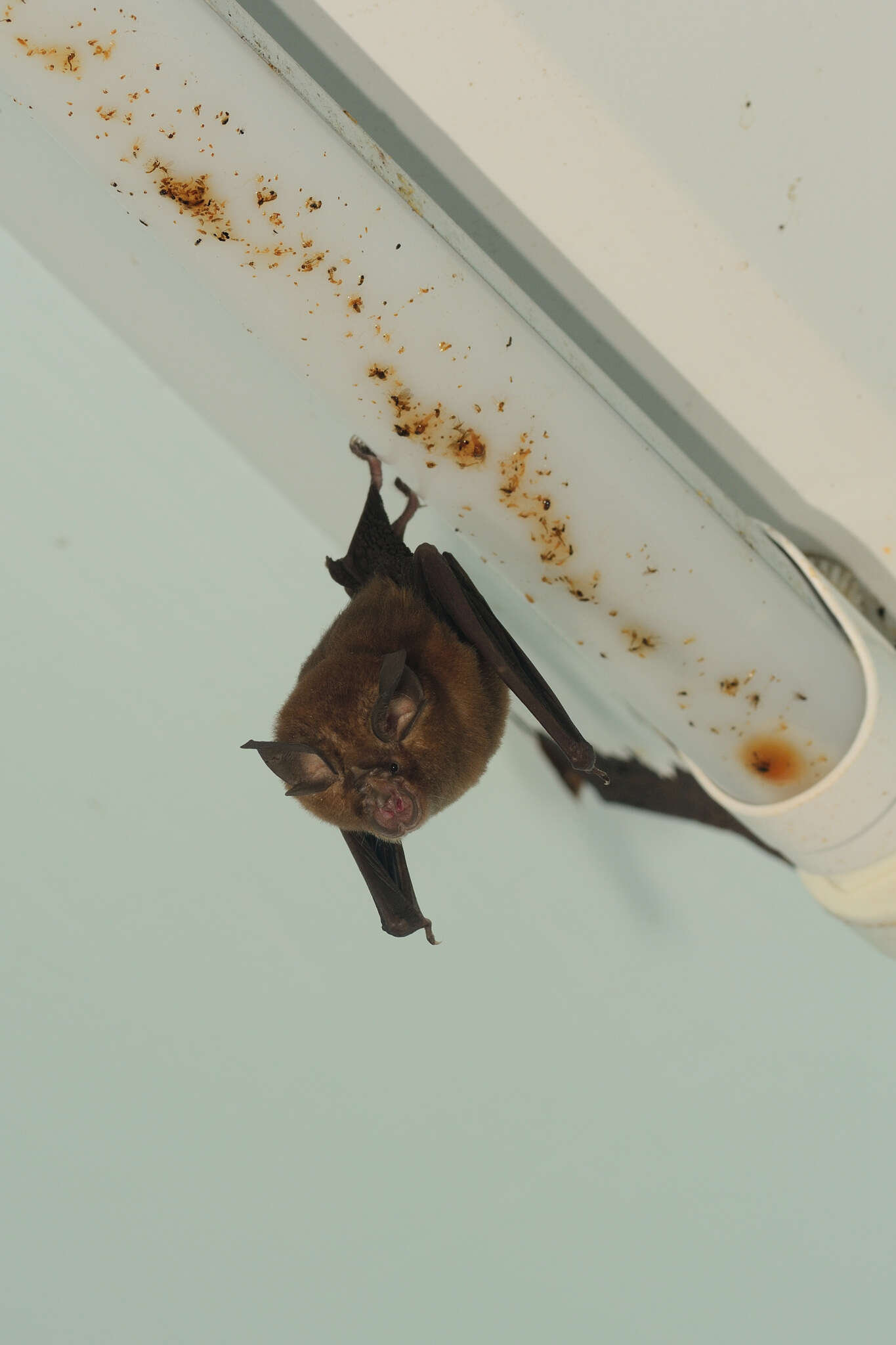 Image of Formosan Lesser Horseshoe Bat