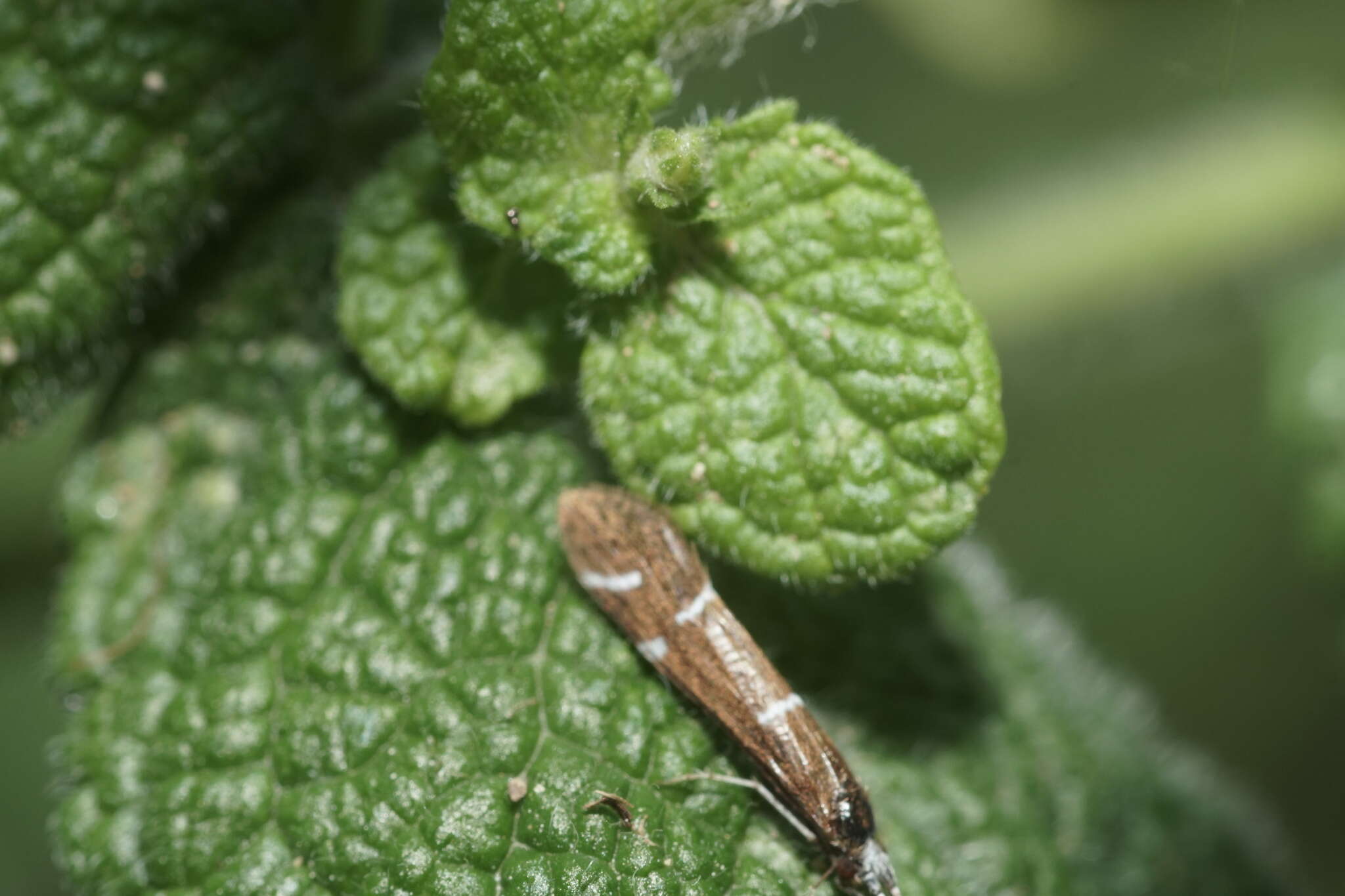 Image of Athripsodes albifrons (Linnaeus 1758)