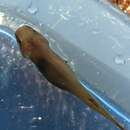 Image of Slender clingfish