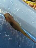 Image of Slender clingfish