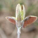 Image of Lotononis acuminata Eckl. & Zeyh.