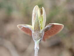 Image of Lotononis acuminata Eckl. & Zeyh.