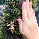 Image of Canterbury tree weta