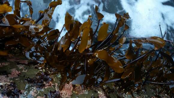 Imagem de Laminaria sinclairii