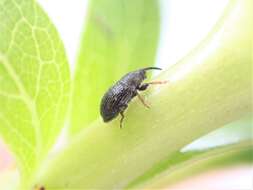 Image of Mecinus pascuorum Caldara 2001