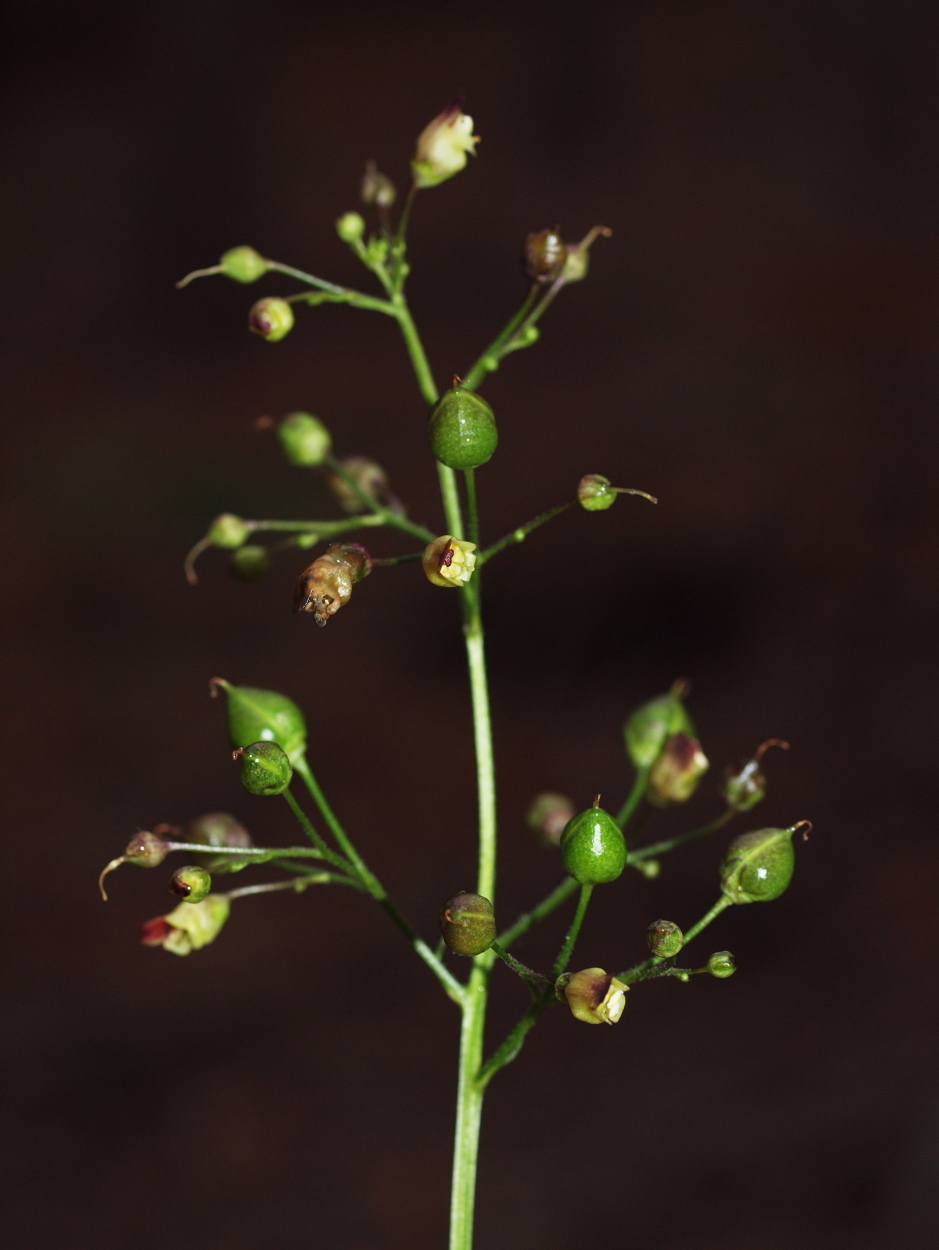 Scrophularia nodosa (rights holder: HermannFalkner/sokol)