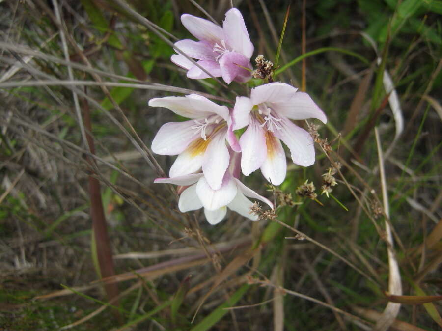 Freesia leichtlinii subsp. alba (G. L. Mey.) J. C. Manning & Goldblatt resmi