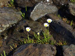 Image of Senecio zosterifolius Hook. & Arn.