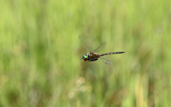 Image of Yellow-spotted Emerald