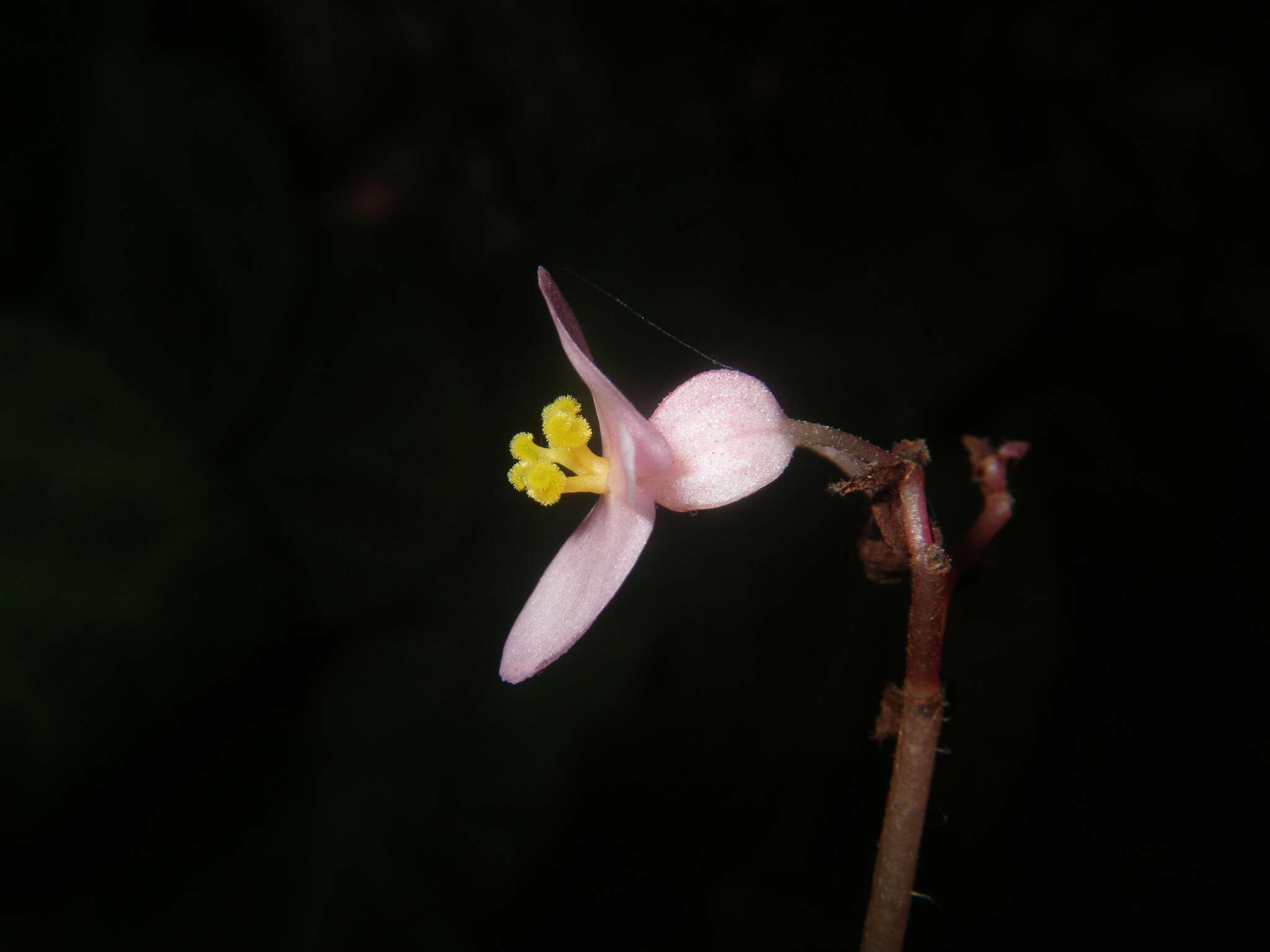 Image of Begonia chongzuoensis Yan Liu, S. M. Ku & C. I Peng