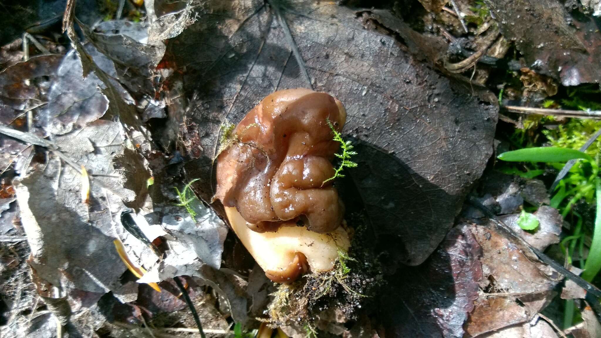 Image of Thimble morel