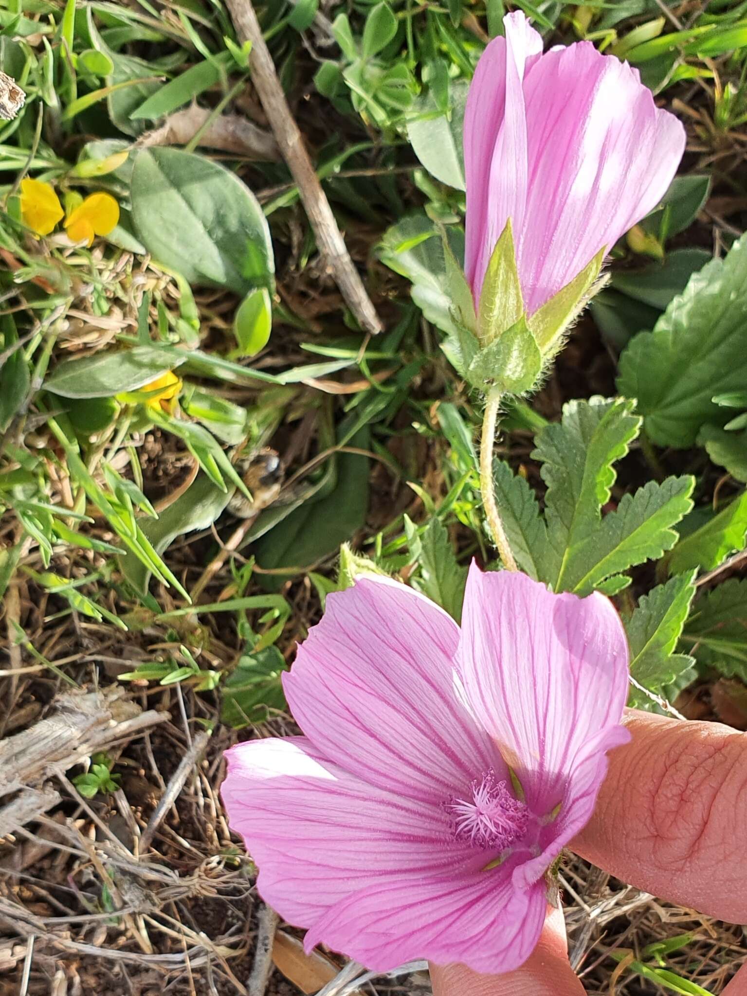 Image of Malope malacoides L.