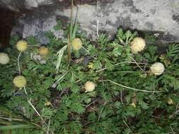 Plancia ëd Leptinella pyrethrifolia (Hook. fil.) D. G. Lloyd & C. J. Webb