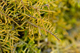 Image of palustriella moss