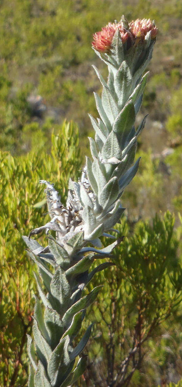 Syncarpha milleflora (L. fil.) B. Nord. resmi