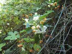 Sivun Dombeya tiliacea (Endl.) Planch. kuva