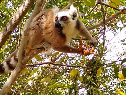 Слика од Lemur Linnaeus 1758