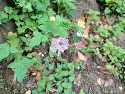 Image of Pencilled Crane's-bill