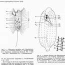 Image de Uronema biceps Penard 1922