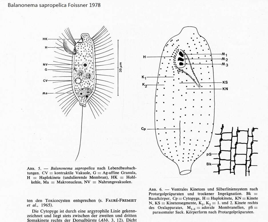 Image of Uronema biceps Penard 1922
