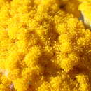Image of <i>Helichrysum <i>odoratissimum</i></i> var. odoratissimum