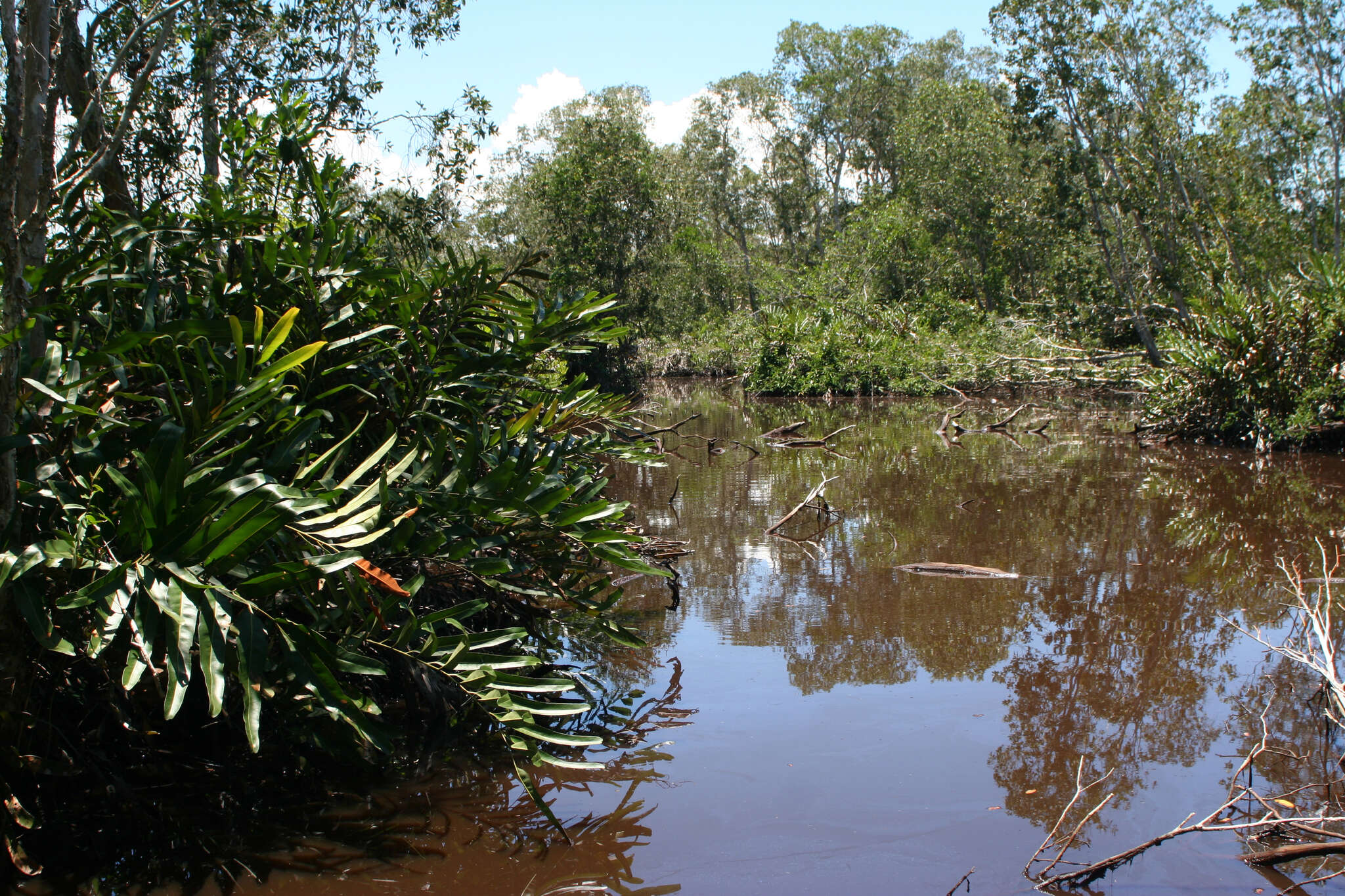 Image of cajeput