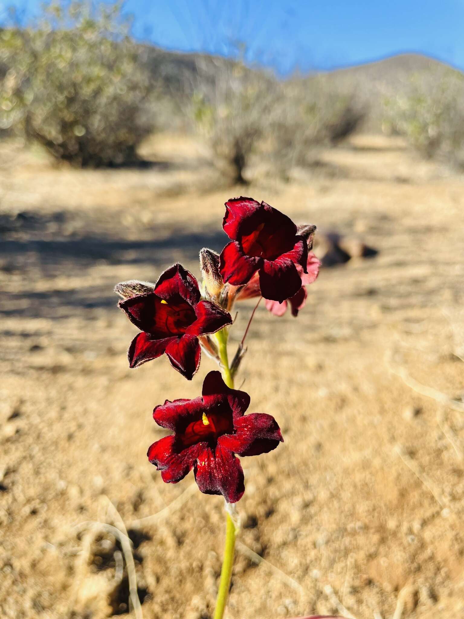 Image de Argylia radiata (L.) D. Don