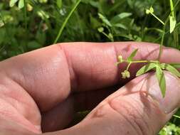 Image of delicate buttercup