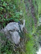 Image of Gentiana septemfida subsp. grossheimii (Doluch.) J. J. Halda