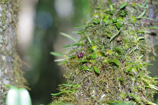 Image of Bulbophyllum discilabium H. Perrier