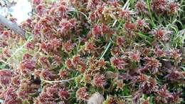 Sphagnum bartlettianum Warnstorf 1911的圖片