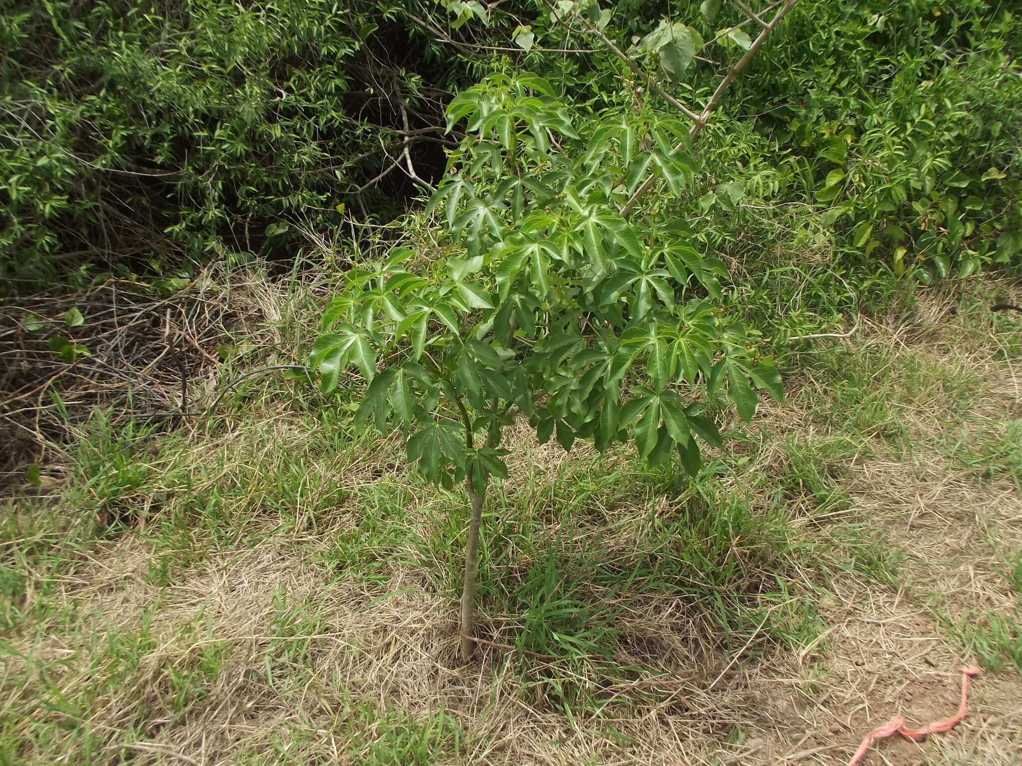 Image of bellyache bush