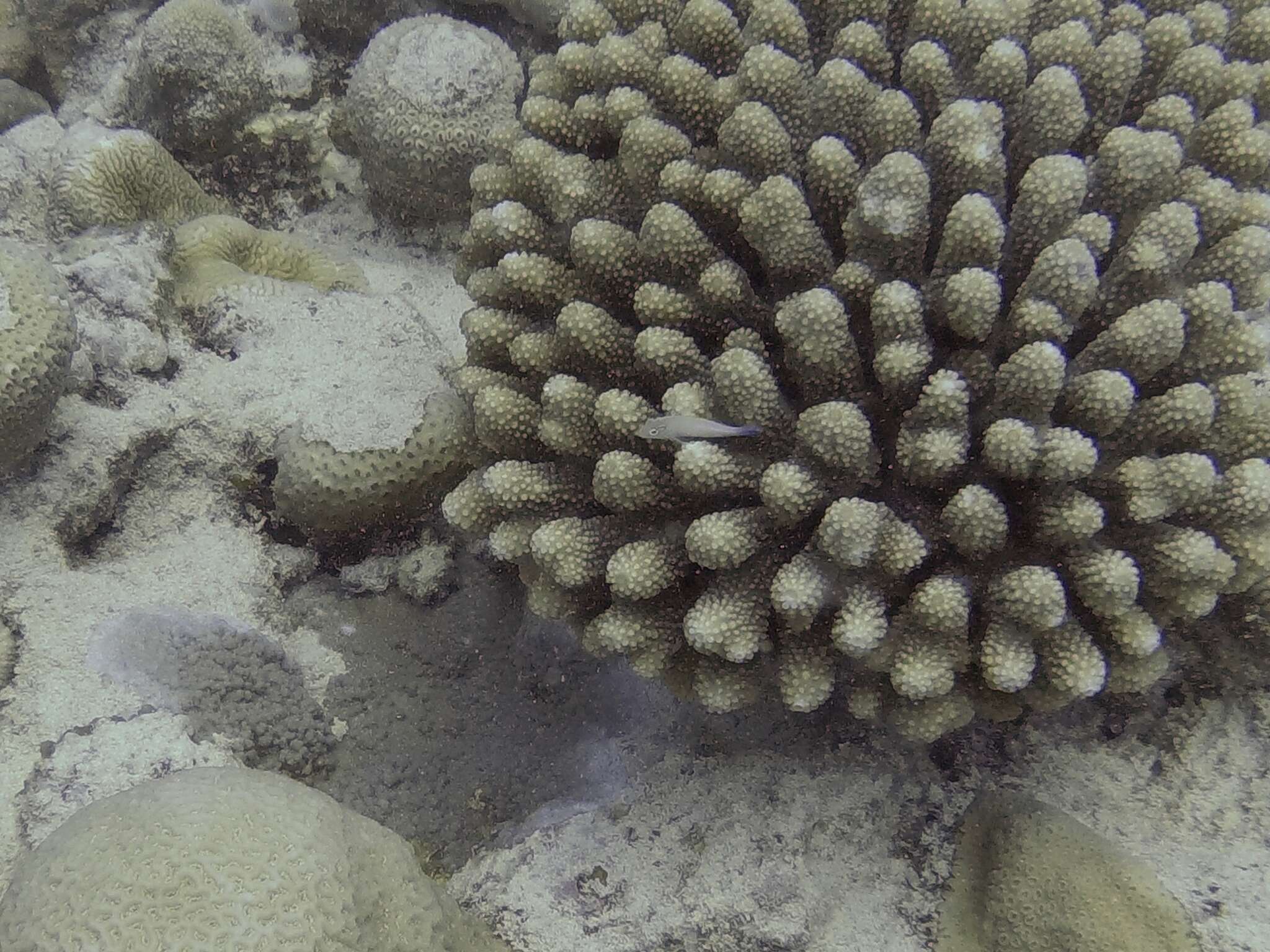 Image of Arc-eye Hawkfish