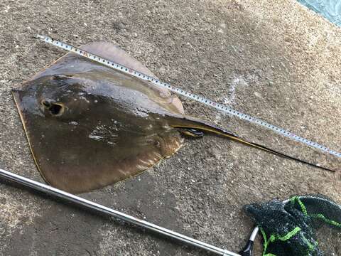 Image of Brown stingray