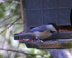 Image of Carolina Chickadee