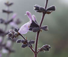 Salvia melissodora Lag. resmi