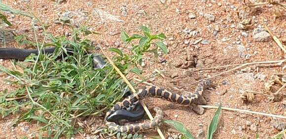 Image of Mole Viper