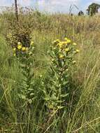 Image de Helichrysum aureolum O. M. Hilliard