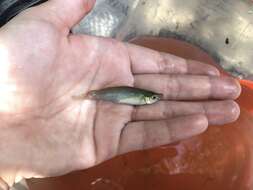 Image of Western starhead topminnow